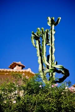 Tall Cactus Stock Photos