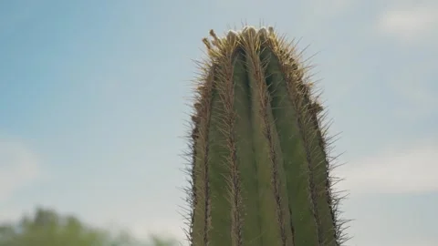 Tall cactus stands against a clear blue sky Stock Footage 339074907
