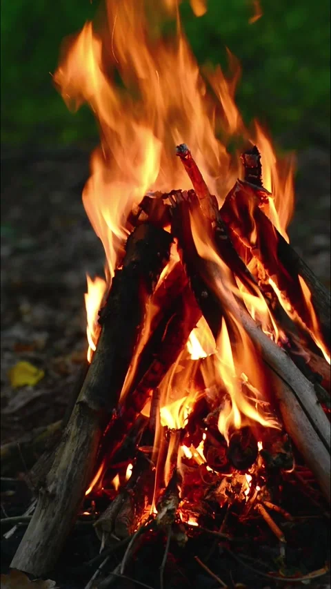 Tall Campfire Burning Bright in Forest Seamless Loop with ASMR Sound Stock-Footage 344951145