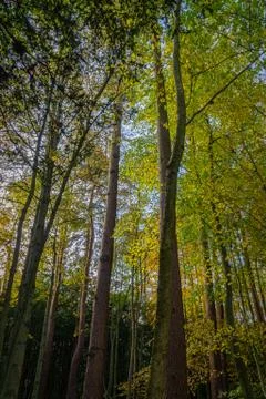 Tall canopy Stock Photos