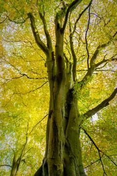 Tall canopy Stock Photos