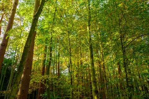 Tall canopy Stock Photos