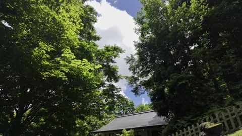 Tall Canopy Under Blue Sky Stock Footage 321951990