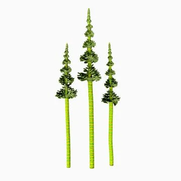 Tall Carboniferous Pine Stock Illustration
