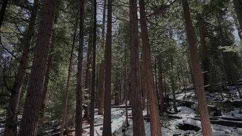 Tall cedar and pine trunks in a snowy forest in Yosemite National Park Stock-Footage 347988986