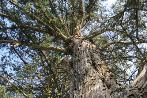 Tall Cedar Tree Stock Photos