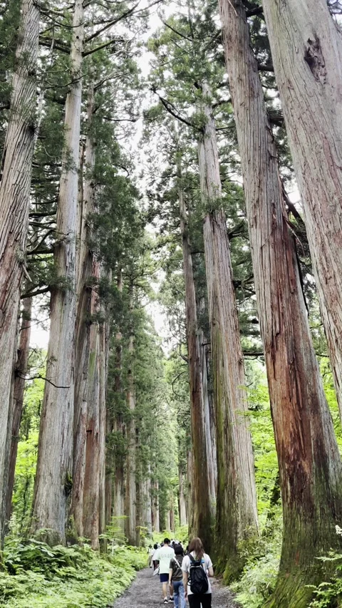 Tall Cedar Trees on Both Sides of Togakushi Shrine's Approach Path Stock Footage 319809138