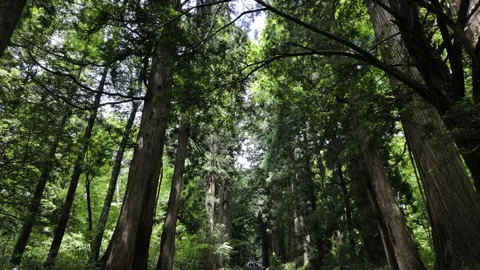 Tall Cedar Trees on Both Sides of an Ancient Road in the Forest Stock Footage 321052003