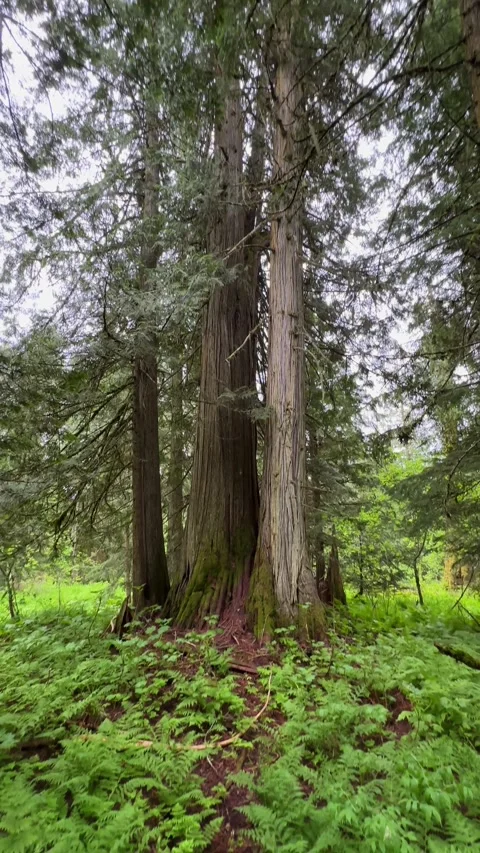 Tall cedar trees standing in the lush green Chun T'oh Whudujut temperate Stock Footage 336442296