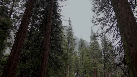 Tall cedar trunks low angle with misty cliffs in Yosemite Stock Footage 347986947