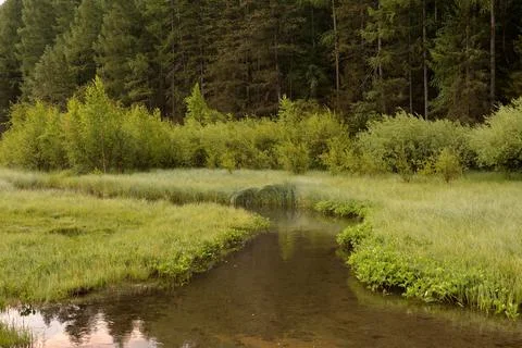 Tall cedars are reflected in the calm surface of a narrow mountain river fl.. Stockfoto's