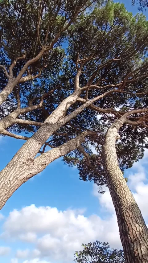 Tall century-old pine trees against a blue sky with clouds Stock Footage 239334091