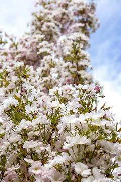 Tall cherry blossoms tree under a clear blue sky with white clouds Stock Photos