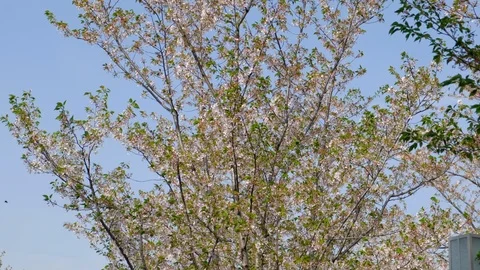 Tall cherry tree with pink cherry blossoms 스톡 동영상 107972695