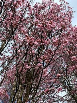 Tall cherry trees bloom with pink flowers against a clear blue sky, showcas.. Stock Photos