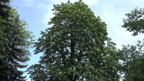 A tall chestnut tree against the sky Видео 91369488