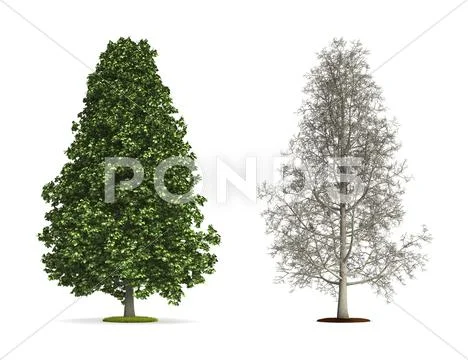 Tall chestnut tree. Stock Illustration