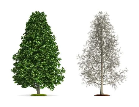 Tall chestnut tree. Stock Illustration