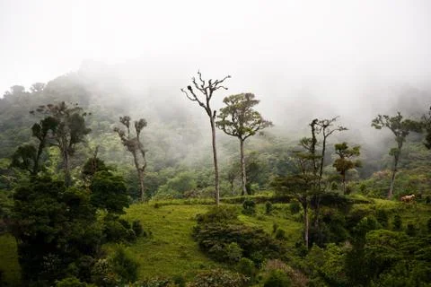 Tall cloud forest trees Stock Photos