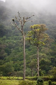 Tall cloud forest trees Stock Photos