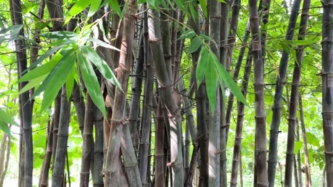 Tall clustered bamboo trunks standing strong Stock Footage 322960622