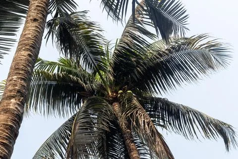Tall coconut palm tree features large green fronds reaching upward against .. Stock-Fotos