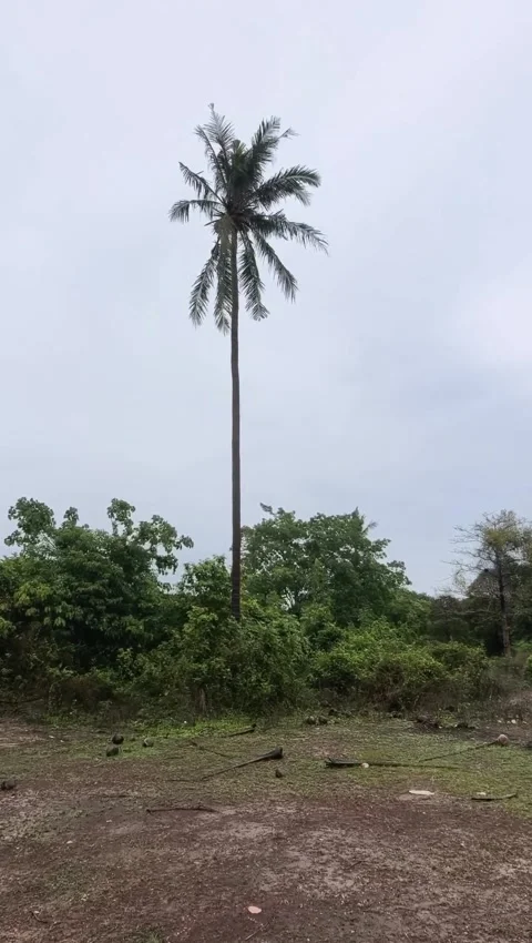 Tall Coconut Palm Tree Standing Out Above Tropical Foliage Stock Footage 341007938