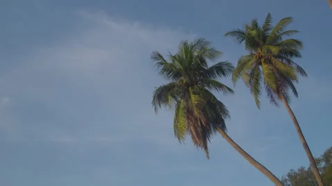 A Tall Coconut Palm Tree Swaying in the Wind Against a Cloudless Blue Sky Stock Footage 336214575
