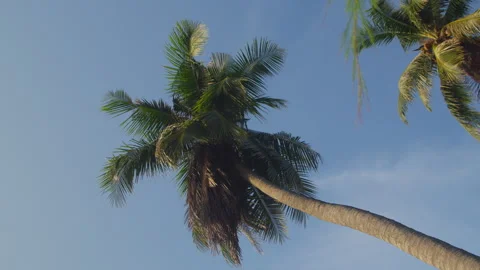 Tall Coconut Palm Tree Swaying Above a Tropical Beach Under a Clear Blue Sky Stock Footage 336214621