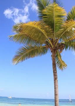 Tall coconut palm tree viewed from a low angle against a bright blue tropical Stock Photos