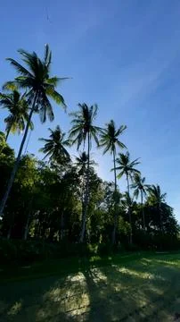Tall Coconut Palm Trees Against Clear Blue Sky in Bali Stock Photos