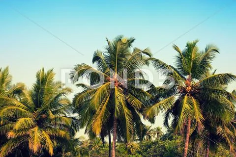 Tall Coconut Palm Trees