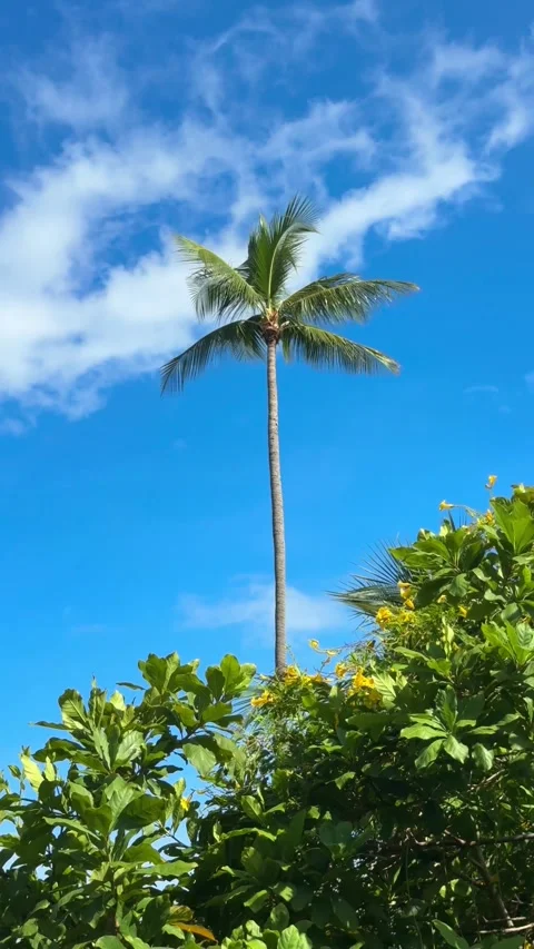 Tall coconut palm trees sway in a tropical breeze against a vivid blue sky in Vídeos de archivo 345888836