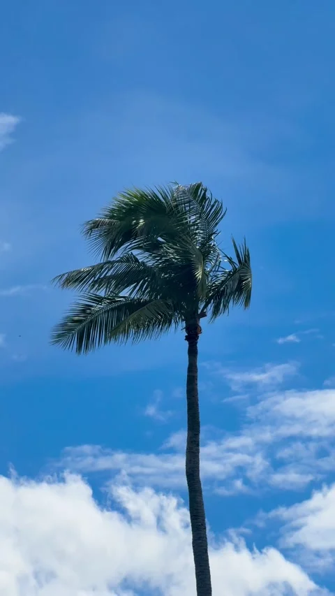 Tall coconut palm trees sway in a strong tropical breeze against a clear blue Vídeos de archivo 345888861