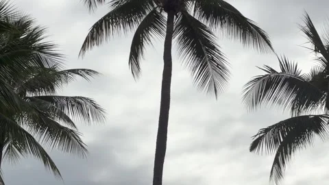 Tall Coconut Palm Trees Swaying Under Overcast Sky in Palau Stock Footage 334712293