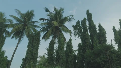 Tall Coconut Palm Trees Swaying Against Blue Sky In Tropical India Stock Footage 345657359