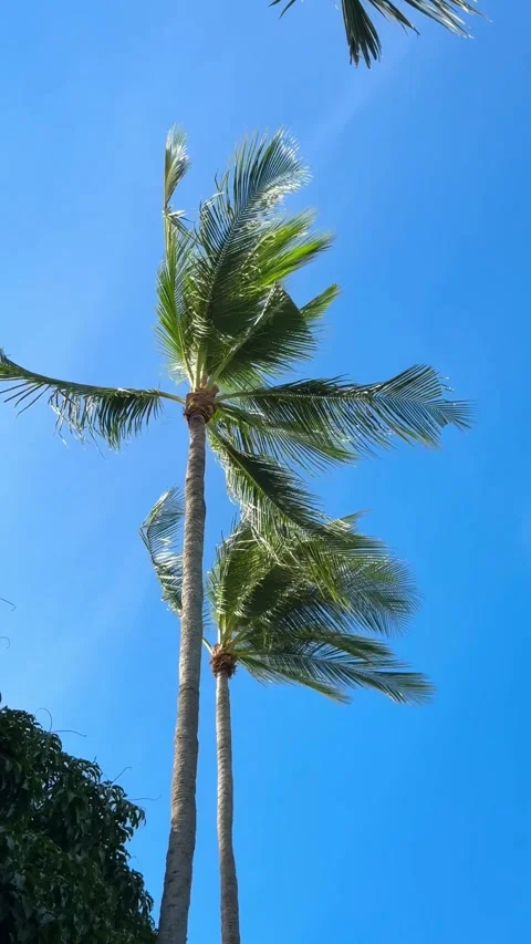 Tall coconut palm trees swaying in the tropical wind against a clear blue sky Vídeos de archivo 345888889