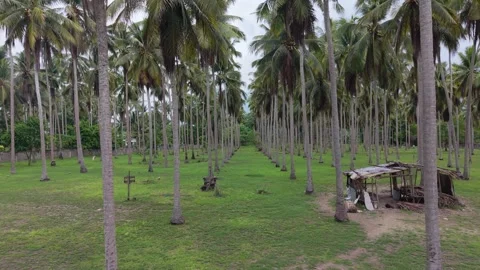 Tall Coconut Palm Trunks in Rows in Puerto Princesa Stock Footage 346285059
