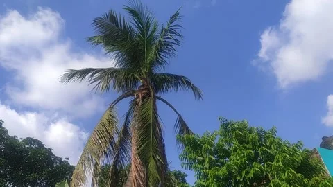Tall Coconut Tree and Tropical Greenery under Blue Sky Stock Footage 340565346