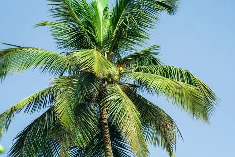 Tall Coconut tree with Coconuts 写真素材
