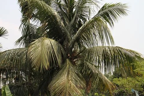 A tall coconut tree. Stock Photos