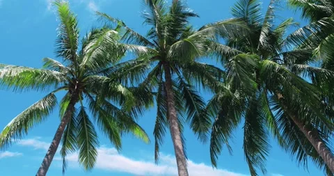 Tall coconut trees, palm trees, clear blue sky and white clouds on a beautiful Stock Footage 221180113