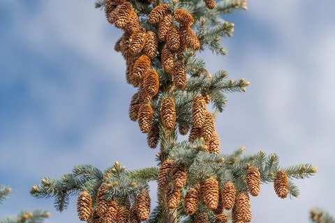 Tall column of dense spruce cones, cascading arrangement against soft sky, .. Stock Photos