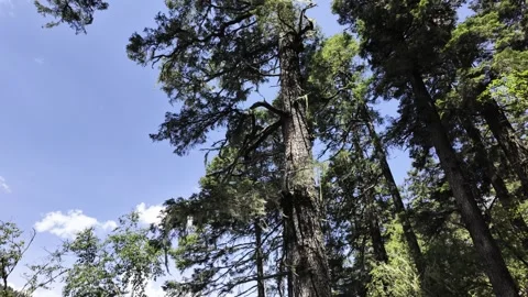 Tall Conifer with Lichen and Blue Sky, Slow Tilt Up Stock Footage 340130947