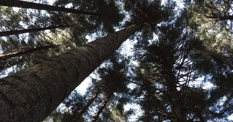 Tall conifer trees close-up movement Stock Footage 103635685
