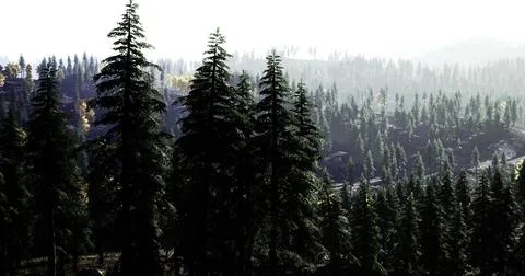 Tall conifer trees dominate the landscape, bathed in soft morning light Ilustração Stock