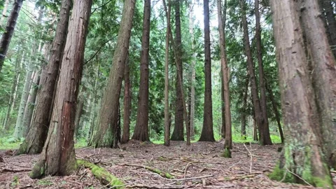Tall conifer trunks in dense forest with layered depth, mossy ground, soft Stock Footage 343516958