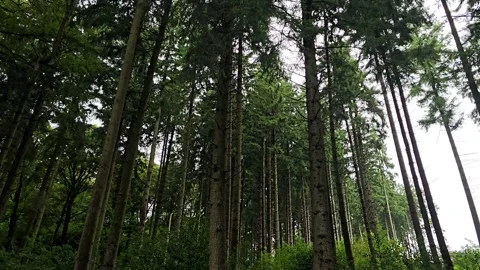 Tall Coniferous Forest View with High Tree Trunks and Dense Greenery Stock Footage 343692914