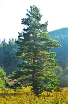 A tall coniferous tree Stock Photos
