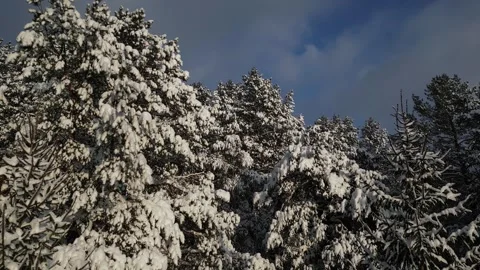 Tall coniferous trees covered with thick heavy layer of bright white snow Video stock 326967140